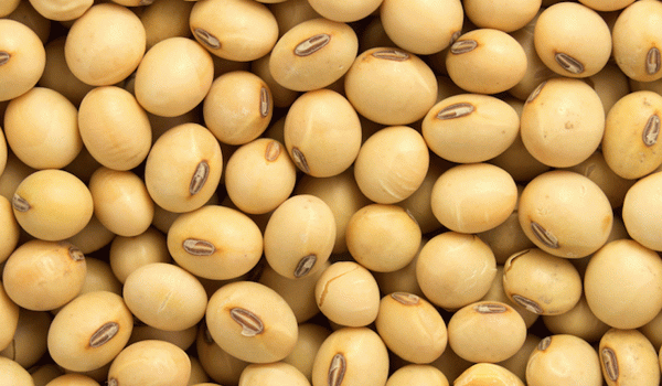 أسعار فول الصويا تفقد العزم