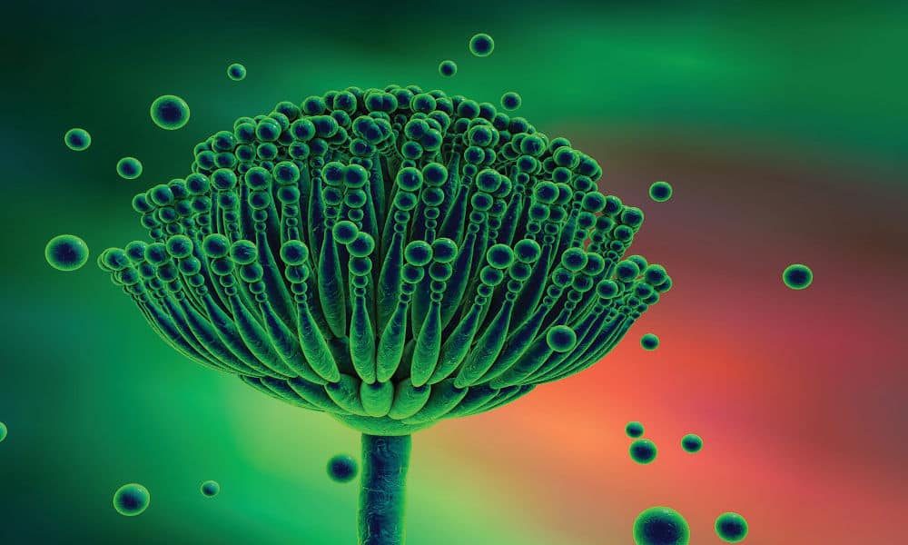 مرض الرشاشيات (الاسبراجلوزيس)