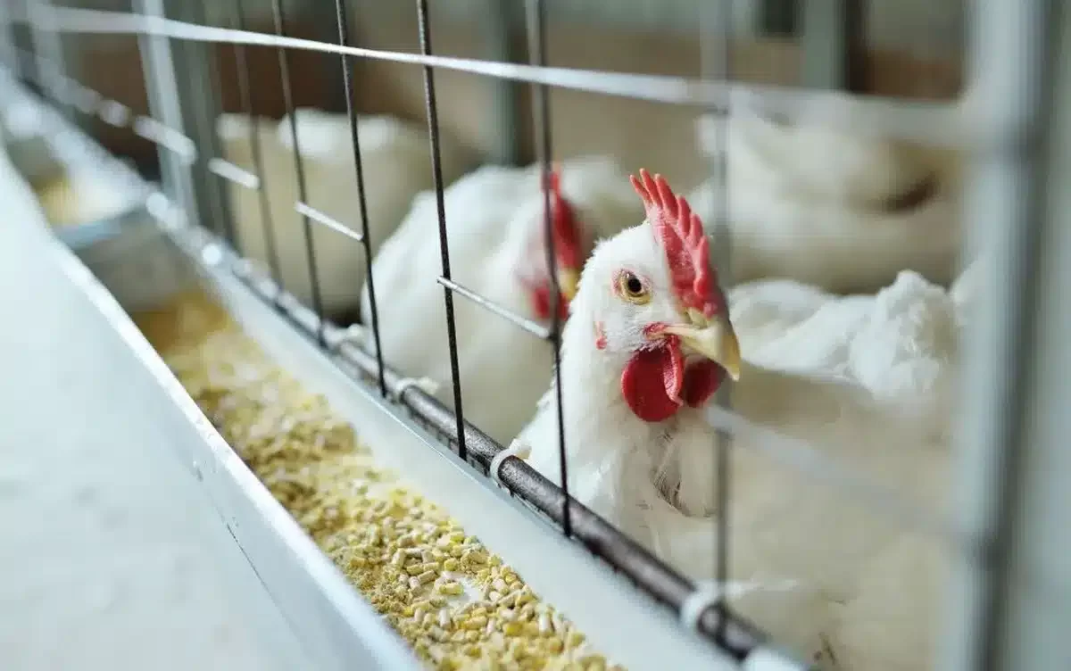 محافظة سوهاج