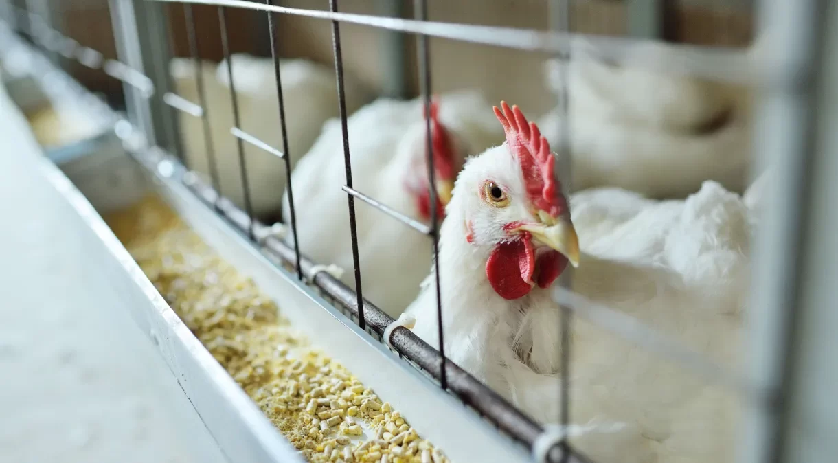 المكسيك تعلن خلو البلاد من فيروس أنفلونزا الطيور H5N1