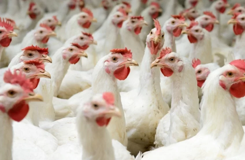 استقرار أسعار الدواجن والبيض والكتاكيت اليوم الأربعاء بالمزارع