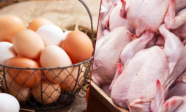 سامح السيد: مبادرة الحكومة لخفض أسعار السلع ساهمت فى تراجع سعر الدواجن دون 63 جنيها