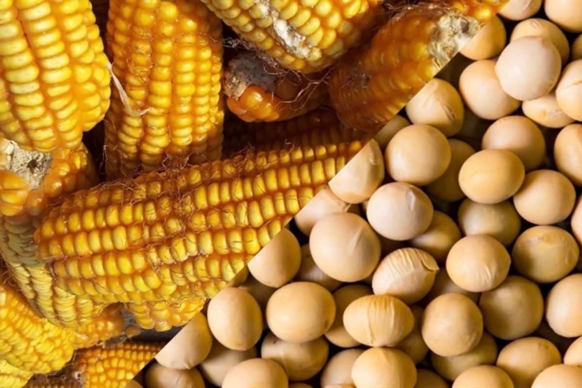 الزراعة الأمريكية: مبيعات فول الصويا والذرة والكسب تأتي بأسوأ أداء أسبوعي لموسم الحصاد 2024-2025