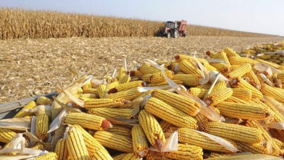 حصاد الذرة الثاني في البرازيل يكتمل بنسبة 81٪