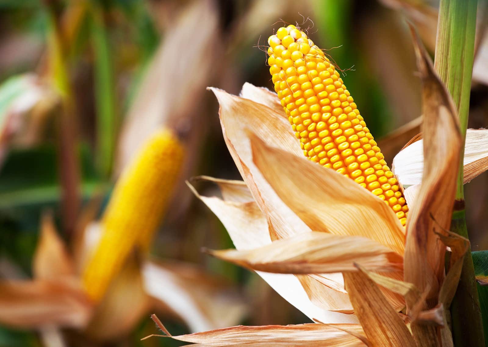 MARS تخفض توقعات إنتاج الذرة في الاتحاد الأوروبي لعام 2023