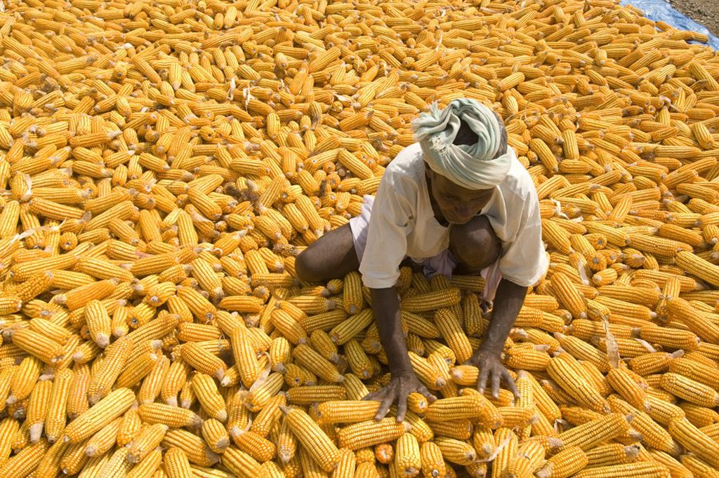 أوكرانيا تتوقع انخفاض إنتاج وصادرات الذرة في 2024