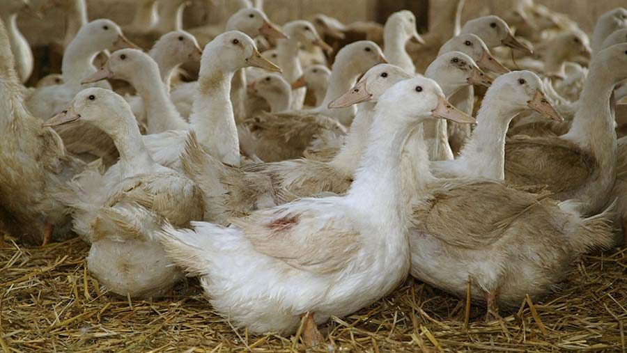 أنفلونزا الطيور تضع اختباراً لاستراتيجية التطعيم الفرنسية