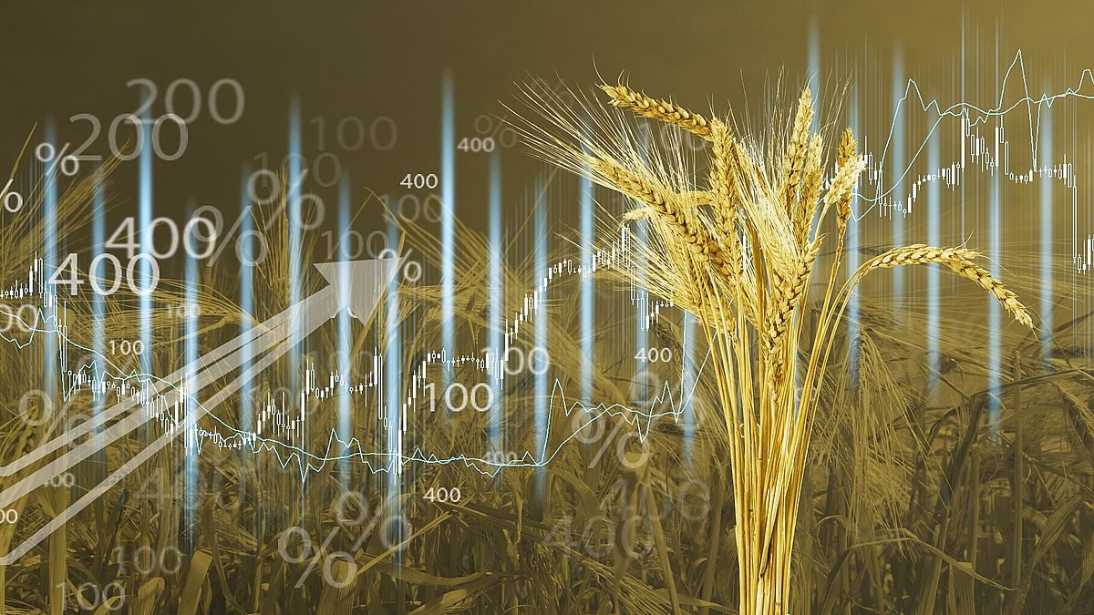 القمح يرتفع بعد خسائره اليوم الأربعاء وتحسن الطقس الأمريكي يحد من المكاسب