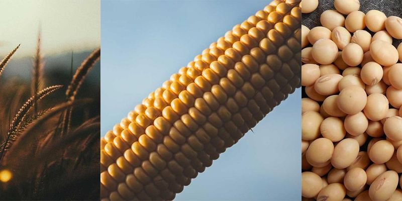 بورصة الحبوب| تراجع أسعار فول الصويا والقمح والذرة بفعل ارتفاع الدولار