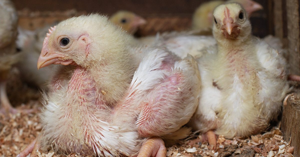 كايرو ثري اي لـ"قلم بيطري": نجرى بصفة دورية تحاليل داخل المختبرات والمراكز البيطرية لضمان سلالة جيدة