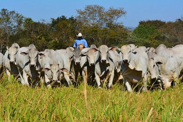 أسعار الماشية الحية تنخفض في البرازيل في مايو