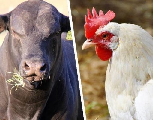 ارتفاع صادرات البرازيل من لحوم البقر بنسبة 33.5% وانخفاض شحنات الدواجن بنسبة 12% في يونيو