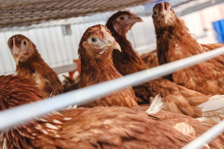 الفراخ البيضاء بـ91 جنيه.. تراجع أسعار الدواجن اليوم الثلاثاء بالمزارع