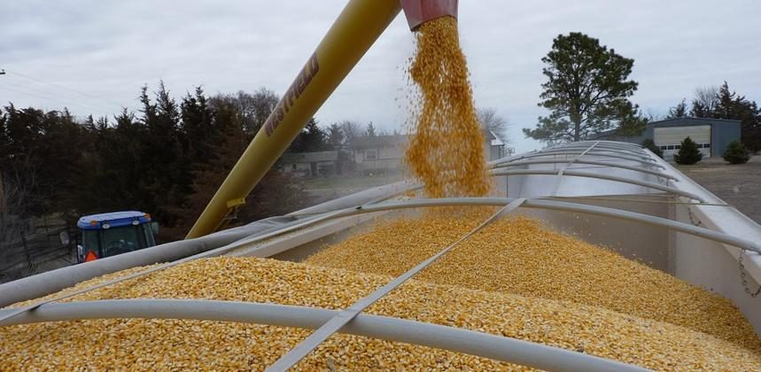 الأرجنتين تسعى لزيادة ضريبة صادرات الحبوب بنسبة 15%