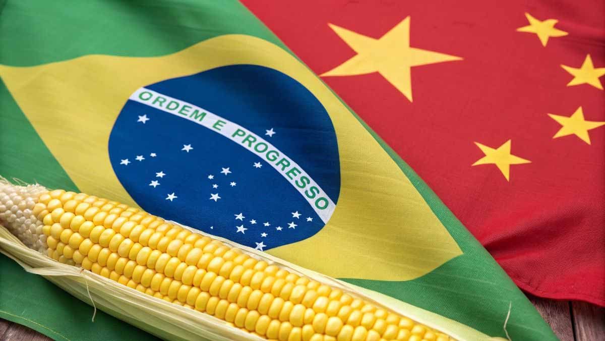 البرازيل تسعى إلى الاستفادة من الحرب التجارية الأمريكية لتعزيز مكانتها الزراعية في الصين