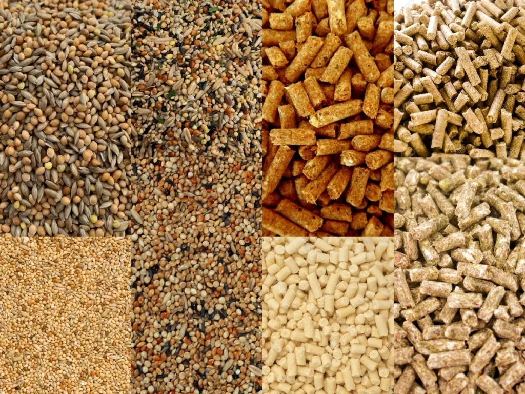 العراق تعلن إعفاء استيراد الأعلاف والأدوية البيطرية من الجمارك لدعم قطاع الدواجن