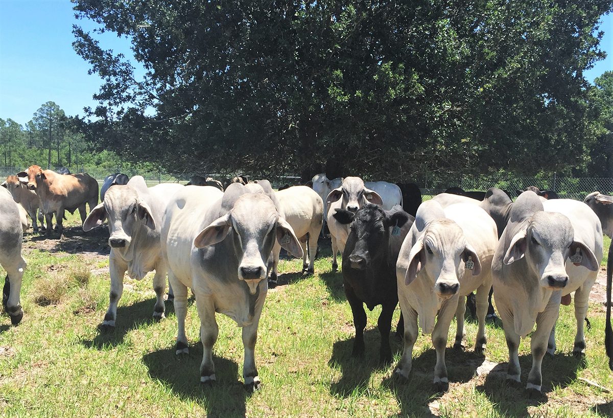 كيف تحمى الماشية من مخاطر ارتفاع درجات الحرارة؟.. طبيب بيطري يوضح