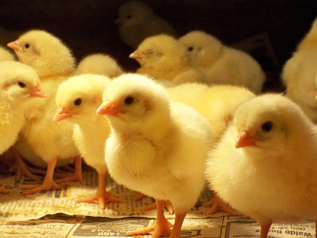 خاص| عياد: أسواق الكتاكيت تلقى رواجا ونشاطا مع اقتراب عيد الأضحى المبارك