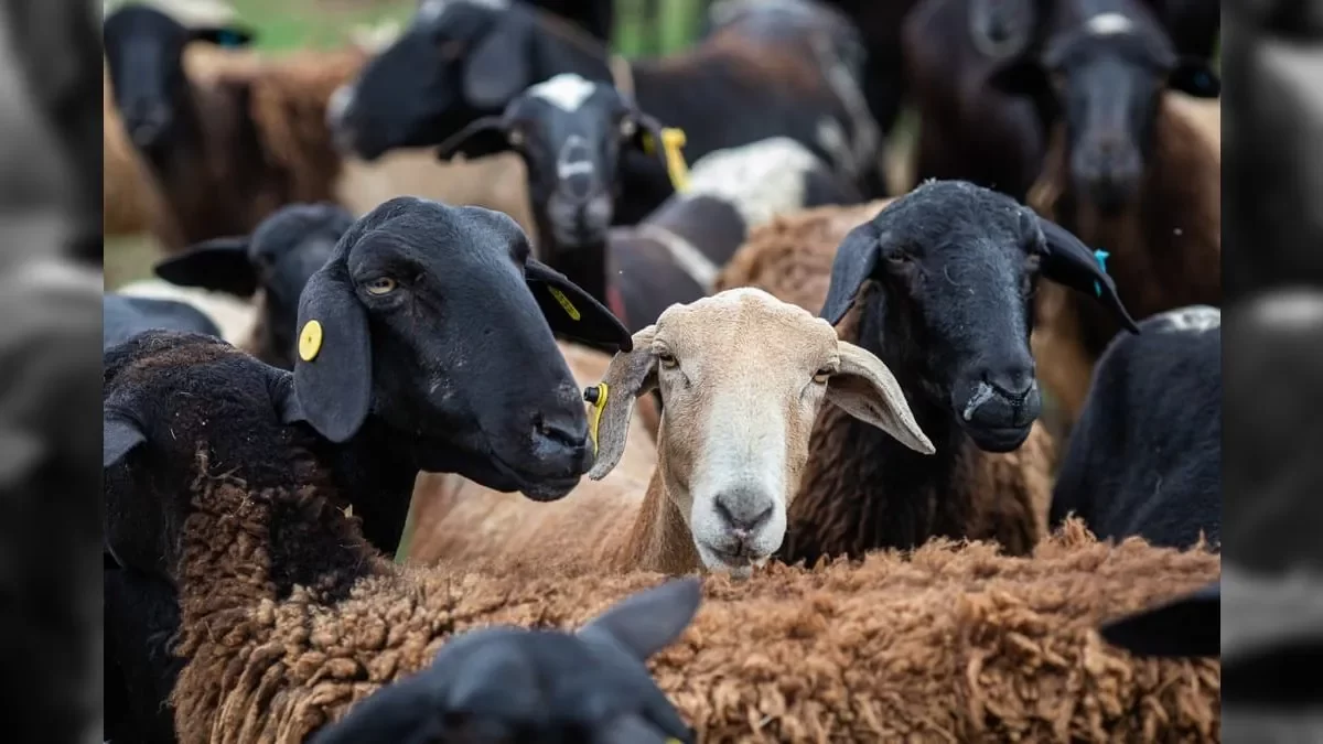 الحجر الزراعي: مصر تستورد أكثر من 300 ألف رأس ماشية من البرازيل سنويا