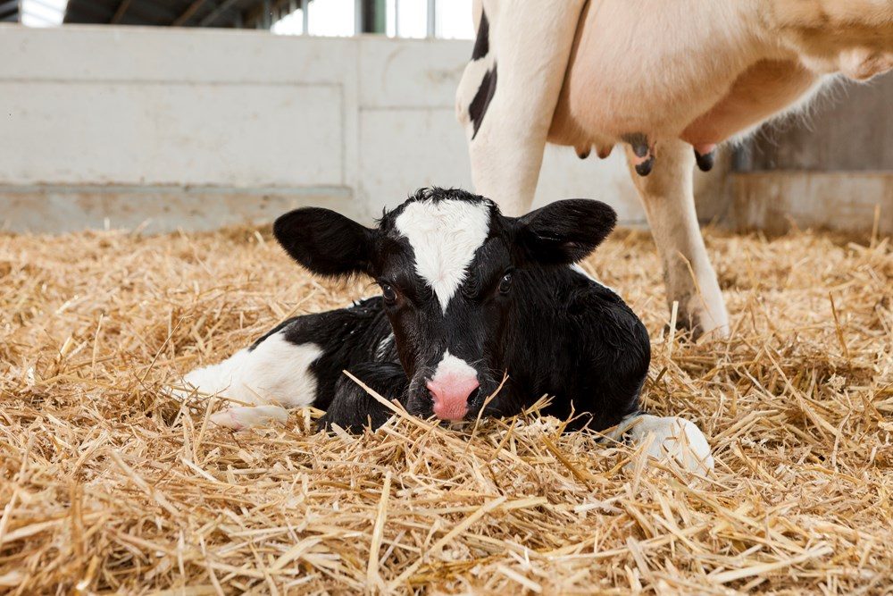 الأمراض البكتيرية في العجول حديثة الولادة وعلاجها