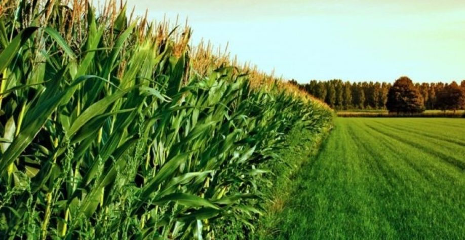 زراعة الذرة في الولايات المتحدة تصل إلى 49%.. وفول الصويا عند 35%