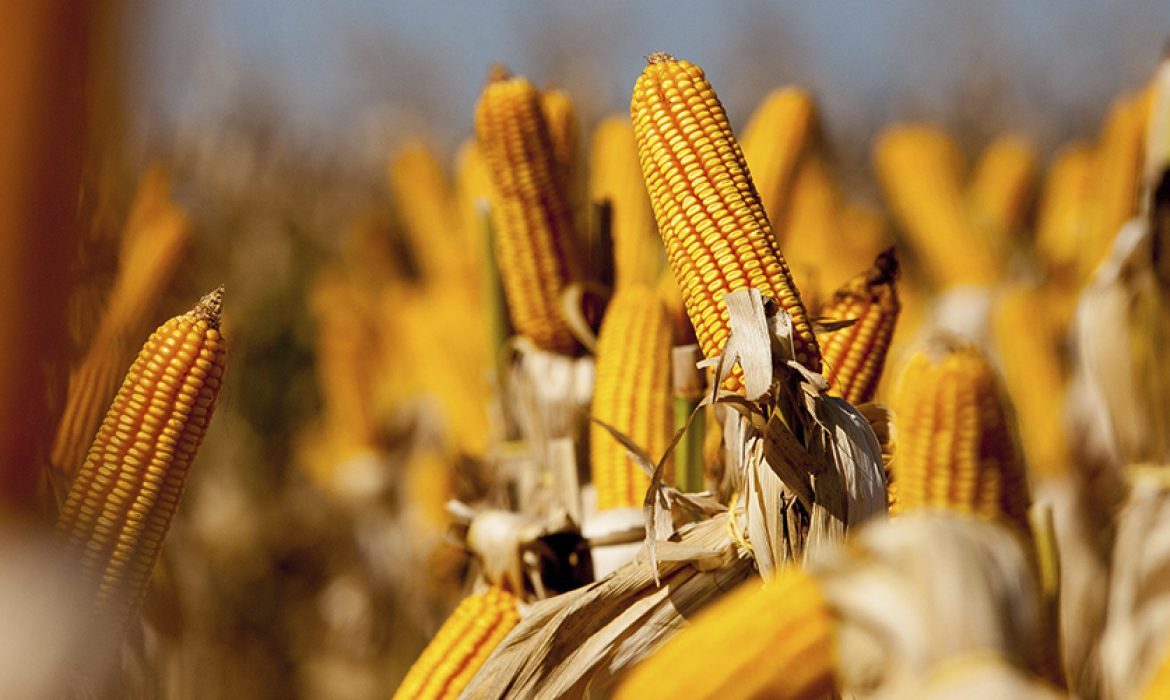 مبيعات الذرة الأمريكية تسجل 791,3 ألف طن في أسبوع