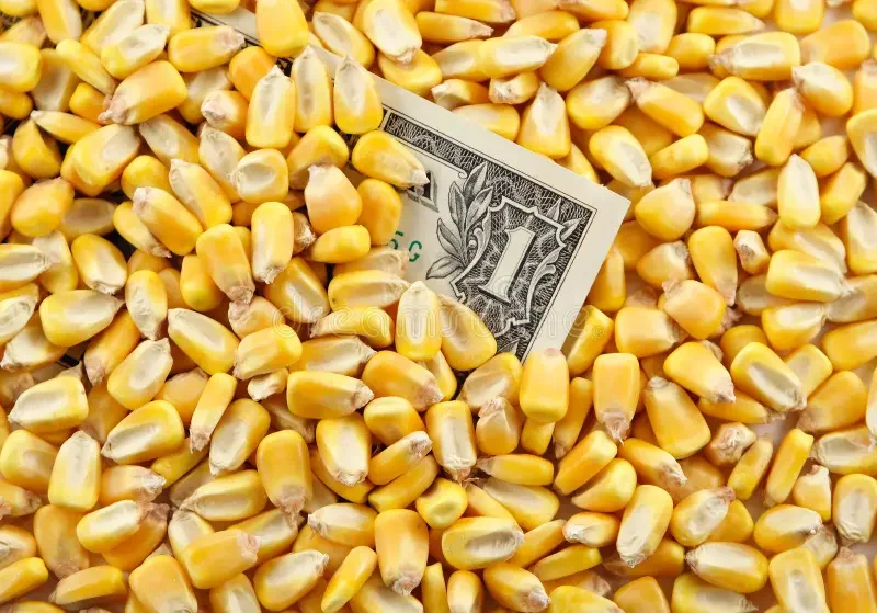 انخفاض الدولار في الأسواق العالمية يواصل رفع أسعار العقود الآجلة للذرة اليوم الخميس