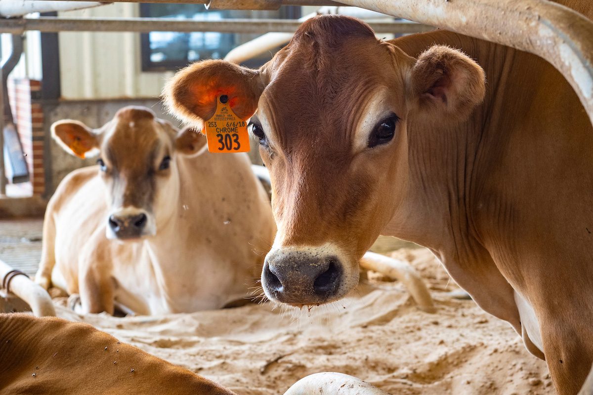 نحو 55 طن.. مصر تستقدم لحوم تشادية طازجة لطرحها في الأسواق