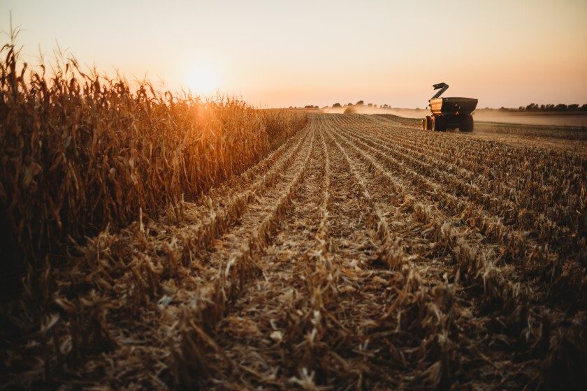 اكتمال حصاد 27% من محصول الذرة الثاني بالبرازيل