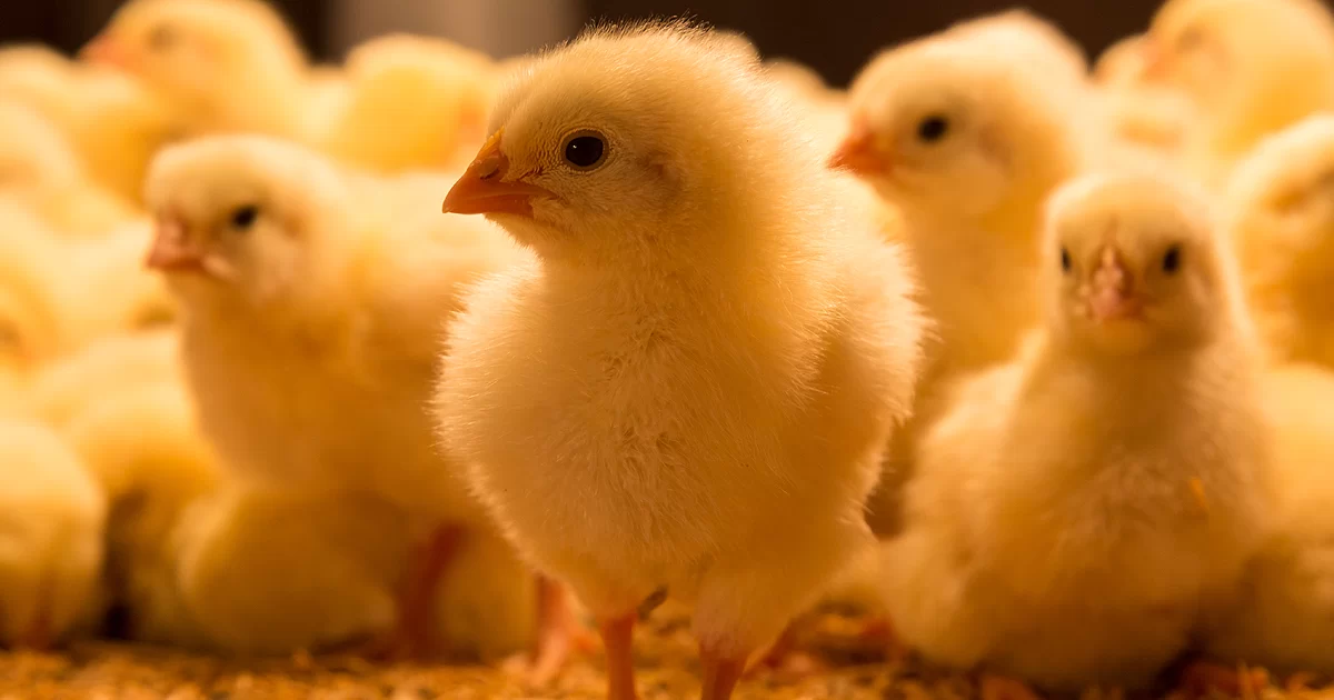 عن سوق الكتاكيت.. عبد السلام حجازي: ظهور بشاير جديدة لتحل محل القطعان بالأسواق