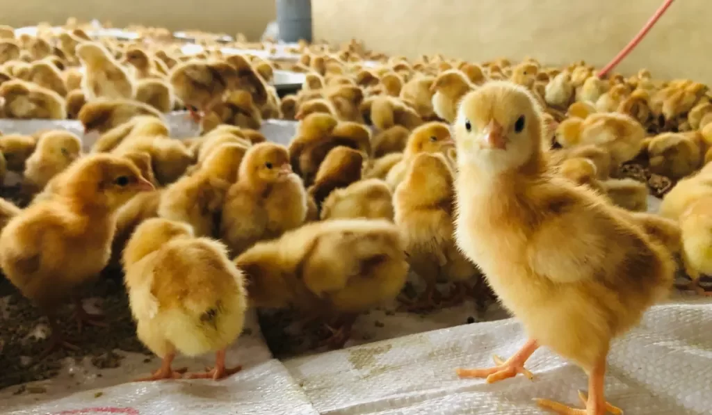 المنصورة للكتاكيت: انخفاض نسبي في حجم السحب وسط انخفاض سعر بيع اللحم النهائي