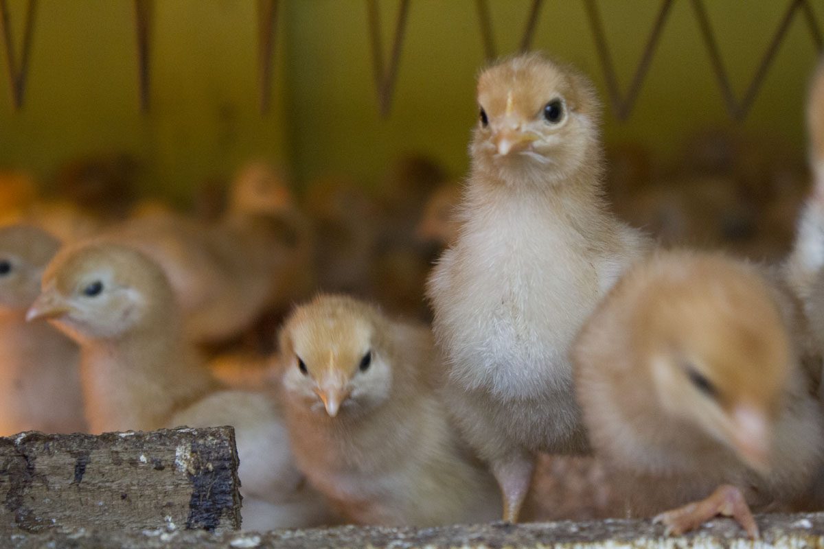 خاص| أحمد رمزي: التربية المنزلية تعود بشراسة.. وارتفاع في أسعار الدواجن الفترة المقبلة لهذه الأسباب