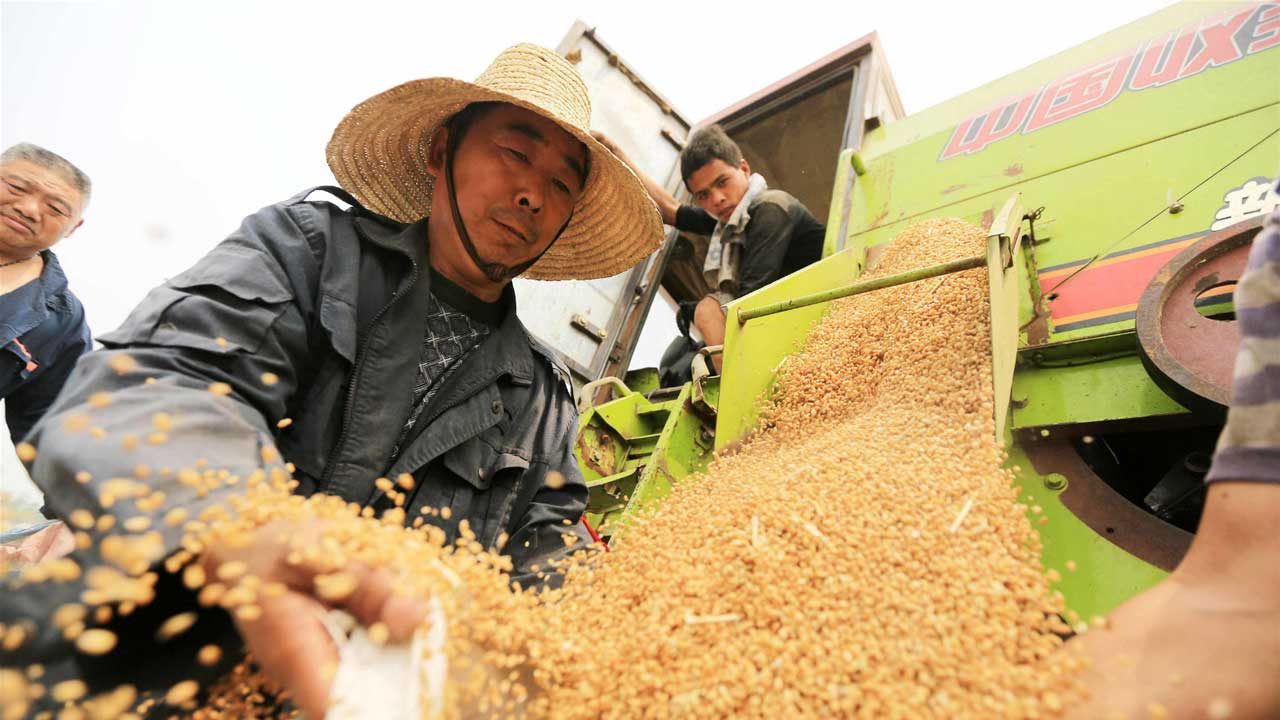 إنتاج الصين من الذرة والصويا يبلغ 301.2 مليون طن و 23.9 مليون طن على التوالي في 2025