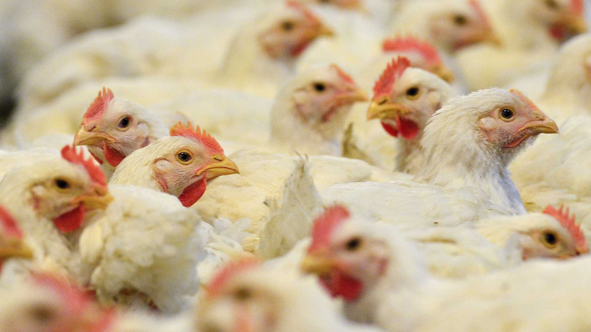 ماذا يحدث إذا طبقت الزراعة قانون 70 وأوقفت تداول الدواجن الحية.. أحمد رمزي يُجيب!