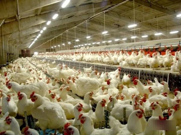 خاص| صعود متواصل لـ أسعار الدواجن والشعبة تحذر من تداعيات نقص اللقاحات والأمصال على الأسواق