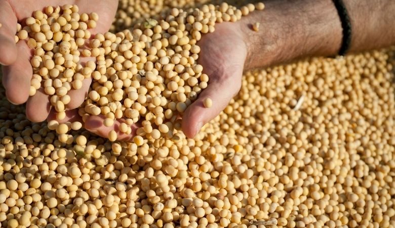 داتاجرو: صادرات محصول فول الصويا البرازيلي تسجل 73.9% لموسم 2022/23