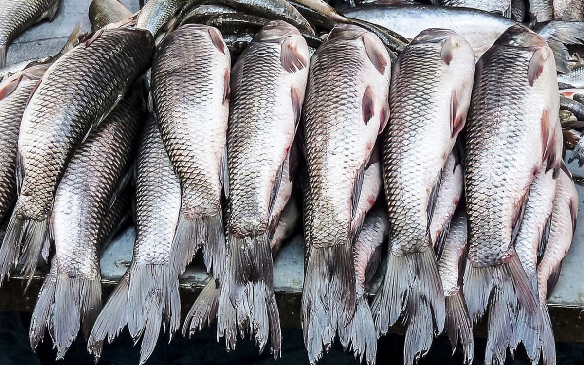 روسيا تتحدى العقوبات وتواصل زيادة صادرات وواردات الأسماك