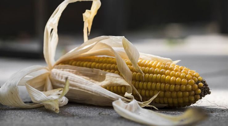 مبيعات محصول الذرة الأوكراني الجديد محدودة بسبب توقعات الحصاد المتأخر