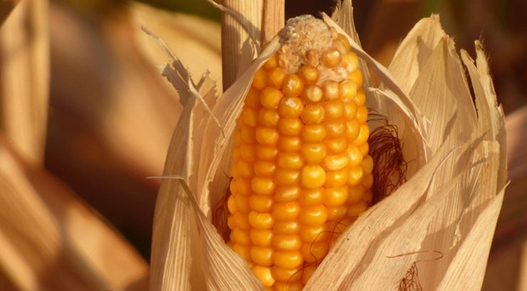 المجلس الدولي للحبوب يرفع توقعاته لإنتاج الذرة العالمي للموسم الحالي 2025-2026