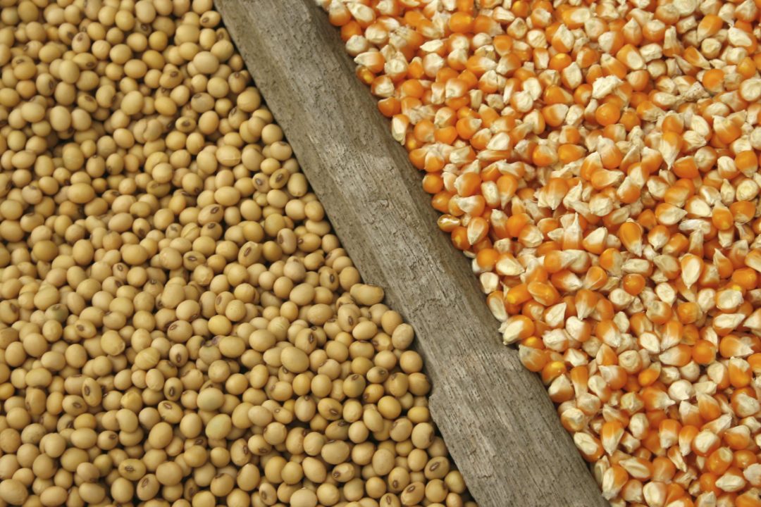 الأمطار الغزيرة تنعش محصولي فول الصويا والذرة في الأرجنتين