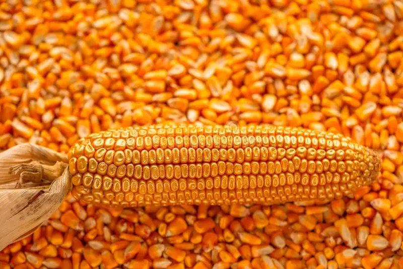 صادرات الذرة البرازيلية ترتفع بنسبة 12.5% في أغسطس