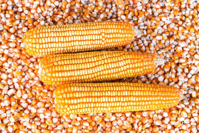 اكتمال حصاد محصول الذرة الثاني في البرازيل بنسبة 98%