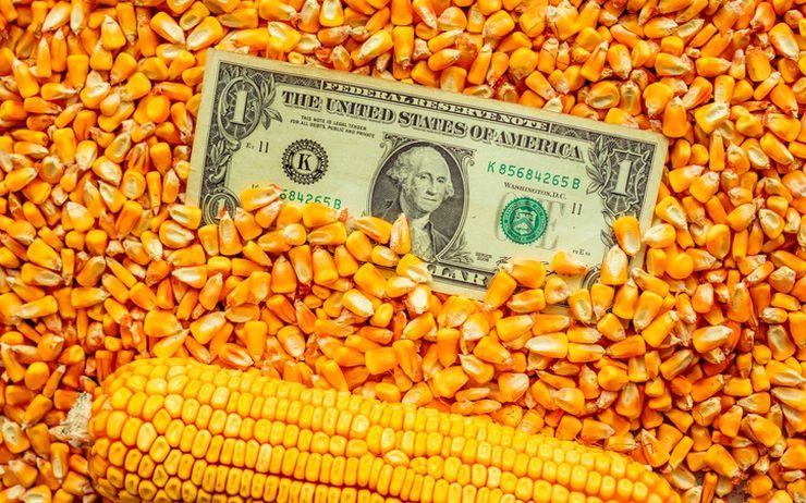 أسعار الذرة في سوق التصدير الأوكرانية آخذة في الارتفاع منذ بداية الأسبوع الجاري