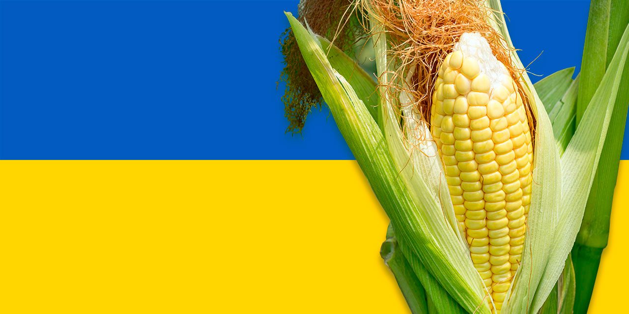 أسعار الذرة بالسوق الأوكرانية تستمر في الارتفاع