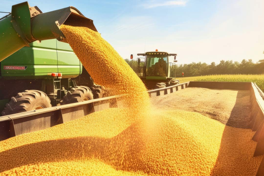 مجلس الحبوب الدولي يرفع توقعاته للإنتاج العالمي للذرة هذا الموسم