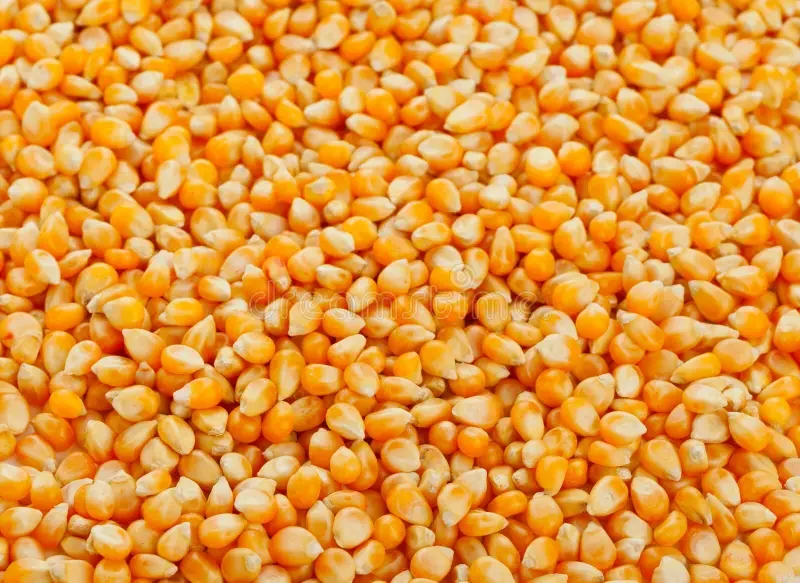 سافراس تخفض توقعات محصول الذرة في البرازيل للموسم الحالي