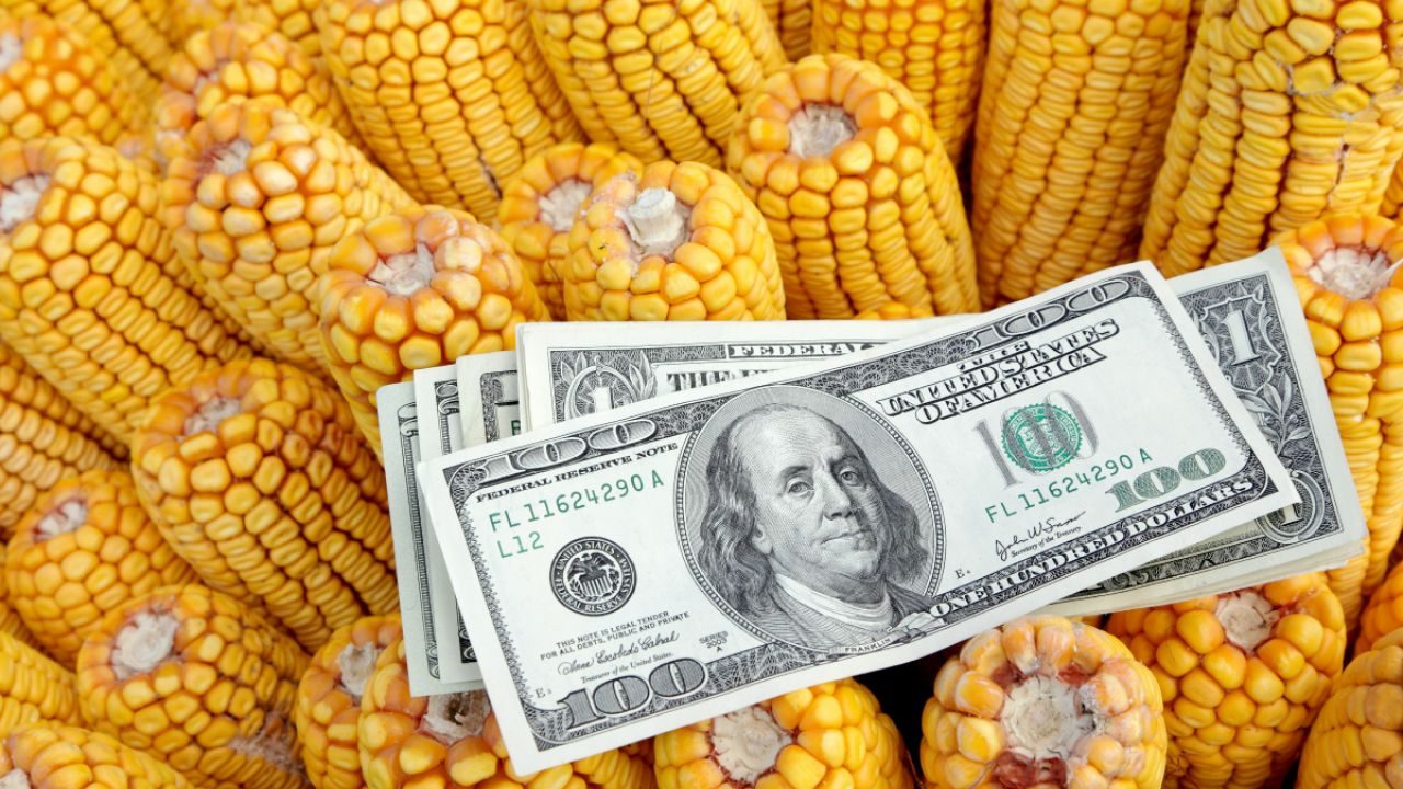 أسعار الذرة العالمية تنخفض تحسباً لهذا السبب!