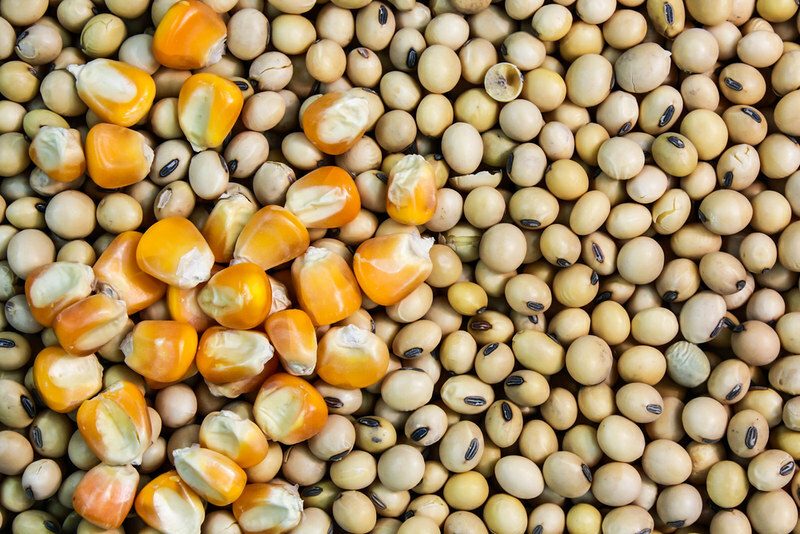 ارتفاع الطلب على خامات الأعلاف في بنغلاديش مع التوسع في مزارع الدواجن