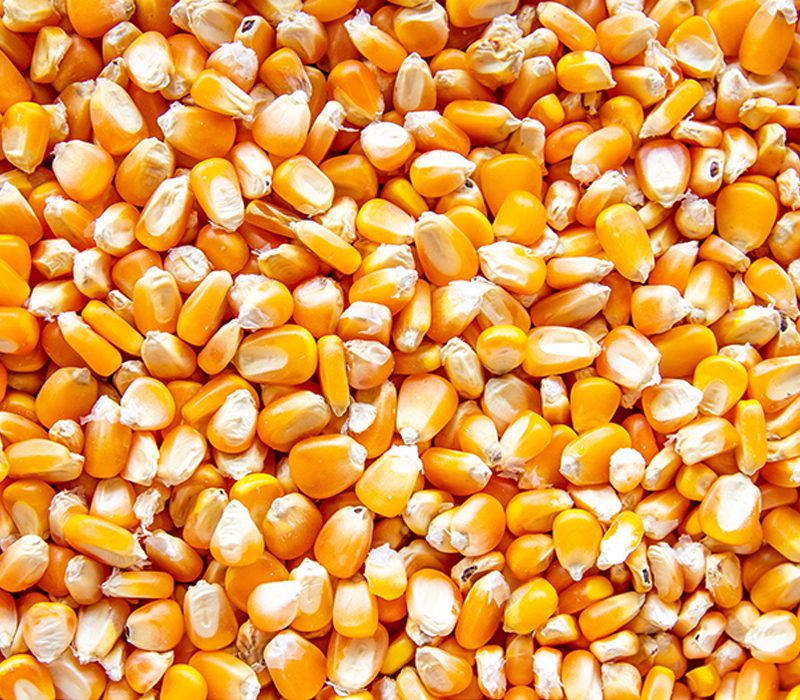 صادرات الحبوب الأوكرانية تتجاوز 39 مليون طن في العام 2023-24