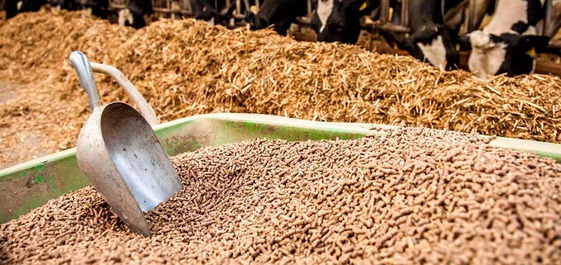 التعاون لأعلاف المواشي: حالة ركود تسيطر على السوق رغم الانخفاضات المتتالية فى الأسعار